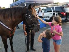 HPD Horse